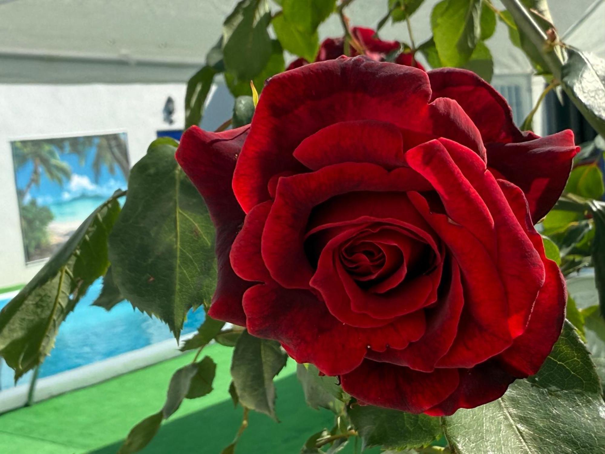 Cañada del Rabadán La Casa Del Flamencoヴィラ エクステリア 写真